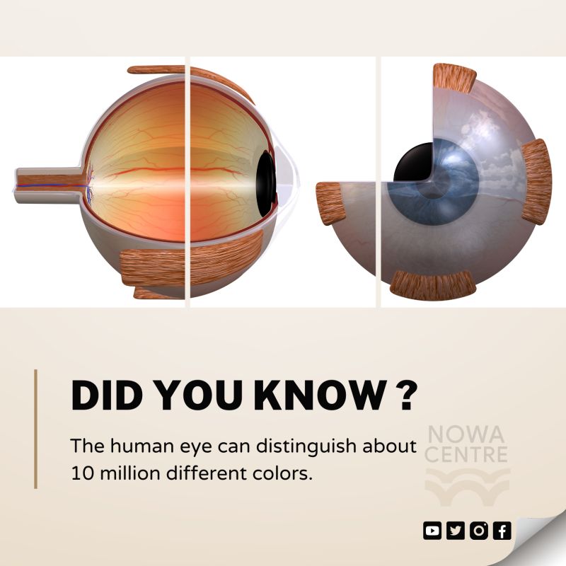 The human eye